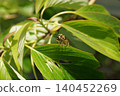 A type of robber fly perched on a dogwood tree. 140452269