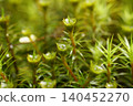 Large male flower discs of moss species *Polytrichum commune* 140452270
