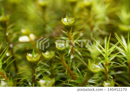 大花雄花盤狀的藻類植物 *Polytrichum commune* 大花雄花盤狀的藻類植物 *Polytrichum commune* 140452270