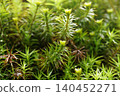A large colony of moss species with male flower discs. 140452271