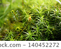 Large sporophytes of mosses 140452272