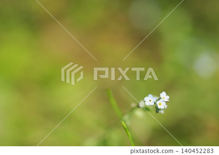 Spring wildflowers: The small flowers of the forget-me-not against a green background. Spring wildflowers: The small flowers of the forget-me-not against a green background. 140452283