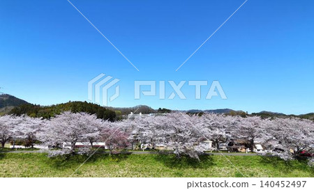 A beautiful scene of a riverbank with lush green lawns and rows of cherry trees in full bloom. A beautiful scene of a riverbank with lush green lawns and rows of cherry trees in full bloom. 140452497