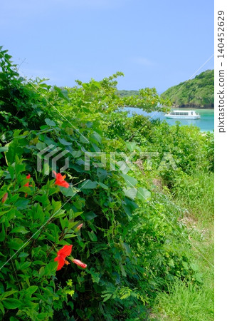 Summer image of red flowers blooming in Kabira Bay Summer image of red flowers blooming in Kabira Bay 140452629
