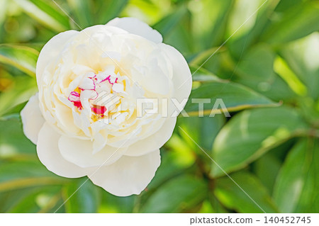 The wildflowers around the house change with the seasons, and the flowerbeds in the botanical garden are adorned with beautiful single and double-flowered peonies. The wildflowers around the house change with the seasons, and the flowerbeds in the botanical garden are adorned with beautiful single and double-flowered peonies. 140452745