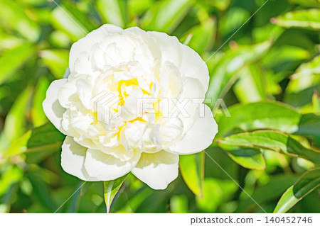 The wildflowers around the house change with the seasons, and the flowerbeds in the botanical garden are adorned with beautiful single and double-flowered peonies. The wildflowers around the house change with the seasons, and the flowerbeds in the botanical garden are adorned with beautiful single and double-flowered peonies. 140452746
