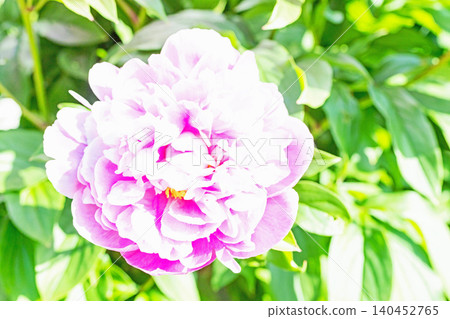 The wildflowers around the house change with the seasons, and the flowerbeds in the botanical garden are adorned with beautiful single and double-flowered peonies. The wildflowers around the house change with the seasons, and the flowerbeds in the botanical garden are adorned with beautiful single and double-flowered peonies. 140452765