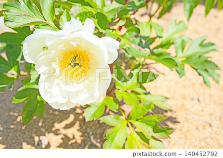 The wildflowers around the house change with the seasons, and the flowerbeds in the botanical garden are adorned with beautiful single and double-flowered peonies. The wildflowers around the house change with the seasons, and the flowerbeds in the botanical garden are adorned with beautiful single and double-flowered peonies. 140452792