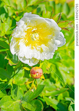 The wildflowers around the house change with the seasons, and the flowerbeds in the botanical garden are adorned with beautiful single and double-flowered peonies. The wildflowers around the house change with the seasons, and the flowerbeds in the botanical garden are adorned with beautiful single and double-flowered peonies. 140452793