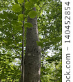 Black bear claw marks remaining on the trunk of a magnolia tree. Black bear claw marks remaining on the trunk of a magnolia tree. 140452854