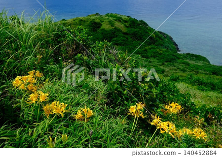 石垣島上的水仙花盛開 140452884