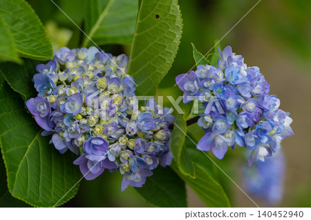 hydrangea hydrangea 140452940