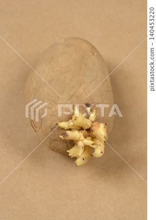 Sprouting raw potato on brown background Sprouting raw potato on brown background 140453220