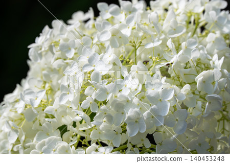 A close-up of white hydrangeas bathed in soft light. 140453248