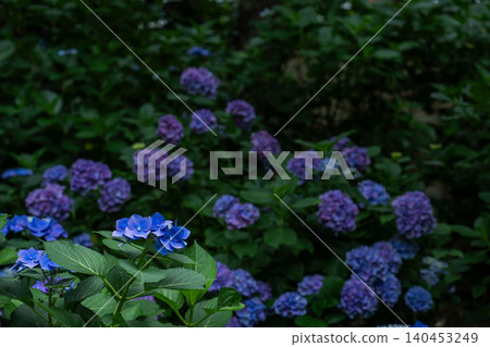 陰涼花園裡盛開著藍色繡球花 陰涼花園裡盛開著藍色繡球花 140453249