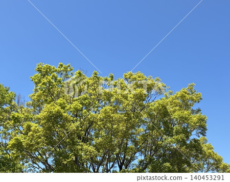 A background image featuring a vibrant green canopy of trees against a vast blue sky. A background image featuring a vibrant green canopy of trees against a vast blue sky. 140453291