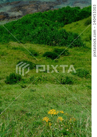 石垣島上的水仙花盛開 140453303
