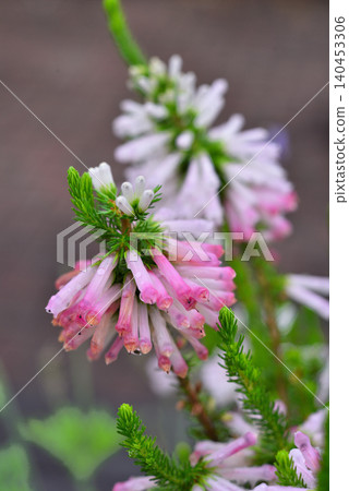 Erica White Delight Flower Erica White Delight Flower 140453306