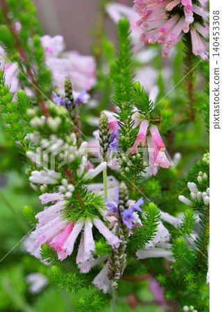 Erica White Delight Flower Erica White Delight Flower 140453308