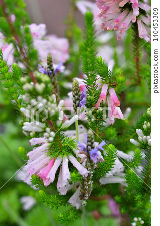埃里卡(Erica)白色喜悅花 埃里卡(Erica)白色喜悅花 140453309