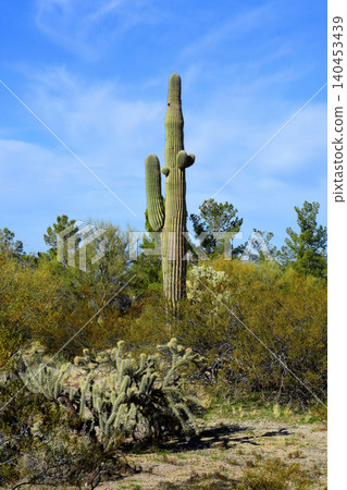 Old Saguaro Cactus Sonora desert Arizona 140453439