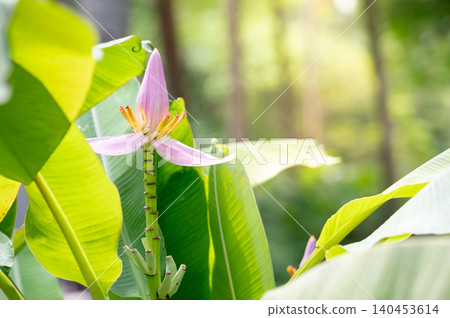 Pink banana blossom or Banana tree flower in the lush garden Pink banana blossom or Banana tree flower in the lush garden 140453614