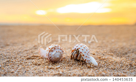 A couple of hermit crabs on tropical beach during sunset time 140453635