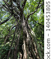 A giant banyan tree towering over a subtropical forest. 140453805