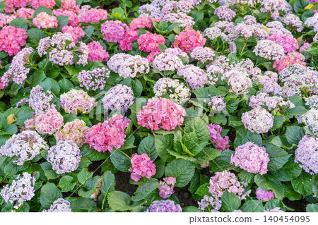 Blooming cultivar bigleaf hydrangea, Hydrangea macrophylla. Blooming cultivar bigleaf hydrangea, Hydrangea macrophylla. 140454095