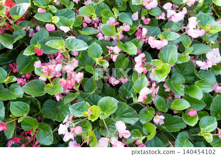 Pink Begonia flower, Begonia semperflorens. Pink Begonia flower, Begonia semperflorens. 140454102