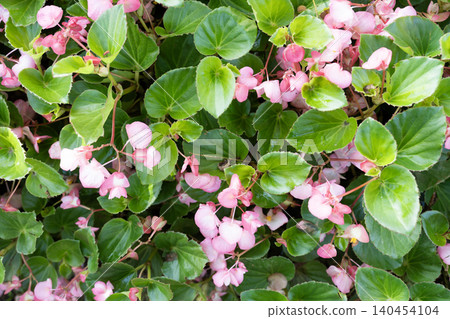 Pink Begonia flower, Begonia semperflorens. Pink Begonia flower, Begonia semperflorens. 140454104