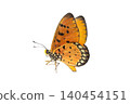 Monarch Butterfly with Intricate Wing Patterns isolate on White Background. Detailed Macro Photography 140454151