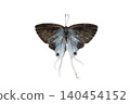 Hypolycaena erylus Butterfly.  isolated on white background. Detailed Macro Photography 140454152