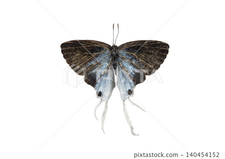Hypolycaena erylus Butterfly. isolated on white background. Detailed Macro Photography Hypolycaena erylus Butterfly. isolated on white background. Detailed Macro Photography 140454152
