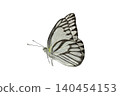 Neophasia menapia white butterfly  isolated on white background. Delicate white and black striped butterfly. 140454153