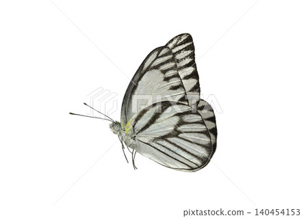 Neophasia menapia white butterfly  isolated on white background. Delicate white and black striped butterfly. 140454153