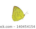 yellow Butterfly. Mottled Emigrant isolated on white background. Detailed Macro Photography 140454154