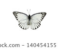 Neophasia menapia white butterfly  isolated on white background. Delicate white and black striped butterfly. 140454155