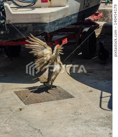 Muscovy duck flapping spread wings near a boat on a trailer at a harbor quayside on a bright sunny summer day Muscovy duck flapping spread wings near a boat on a trailer at a harbor quayside on a bright sunny summer day 140454179