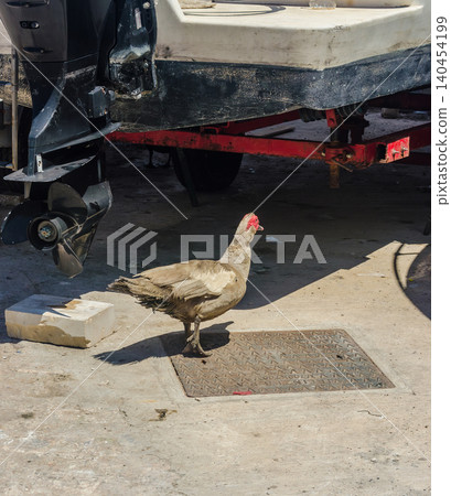 Muscovy duck standing beside boat outboard motor propeller on trailer at a harbor quayside on a sunny summer day Muscovy duck standing beside boat outboard motor propeller on trailer at a harbor quayside on a sunny summer day 140454199
