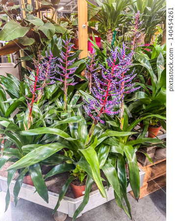 Exotic blooming bromeliad houseplants with vibrant purple and pink flowers displayed for sale at a garden center. Exotic blooming bromeliad houseplants with vibrant purple and pink flowers displayed for sale at a garden center. 140454261