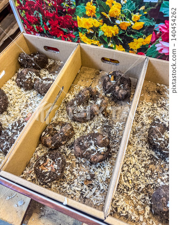 Close-up of dormant begonia flower tubers resting in sawdust inside a cardboard retail box at a garden center ready for planting. Close-up of dormant begonia flower tubers resting in sawdust inside a cardboard retail box at a garden center ready for planting. 140454262