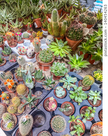 Assorted mini potted cacti and succulent plants arranged on plastic nursery trays for sale at a retail garden center. Assorted mini potted cacti and succulent plants arranged on plastic nursery trays for sale at a retail garden center. 140454263