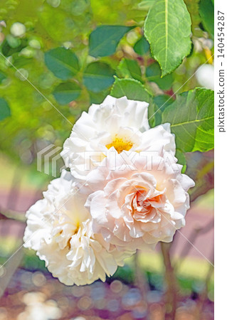 Flowers around the house, various in all seasons. Beautiful, pure flowers add color to the rose garden flowerbed in early summer. Flowers around the house, various in all seasons. Beautiful, pure flowers add color to the rose garden flowerbed in early summer. 140454287