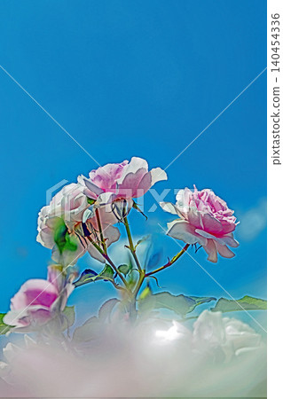Flowers around the house, various in all seasons. Beautiful, pure flowers add color to the rose garden flowerbed in early summer. Flowers around the house, various in all seasons. Beautiful, pure flowers add color to the rose garden flowerbed in early summer. 140454336