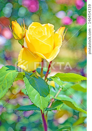 Flowers around the house, various in all seasons. Beautiful, pure flowers add color to the rose garden flowerbed in early summer. Flowers around the house, various in all seasons. Beautiful, pure flowers add color to the rose garden flowerbed in early summer. 140454339