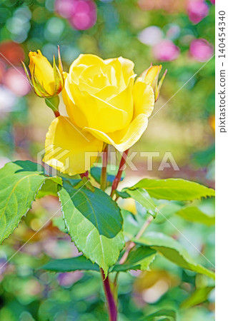 Flowers around the house, various in all seasons. Beautiful, pure flowers add color to the rose garden flowerbed in early summer. Flowers around the house, various in all seasons. Beautiful, pure flowers add color to the rose garden flowerbed in early summer. 140454340