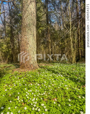 Wild white anemone flowers blooming in a spring forest. Wood anemones carpet under old pine and birch trees on sunny day. Wild white anemone flowers blooming in a spring forest. Wood anemones carpet under old pine and birch trees on sunny day. 140454371