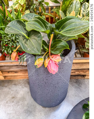 Blooming Medinilla magnifica tropical houseplant in a modern grey pot displayed in a bright retail garden center. 140454376