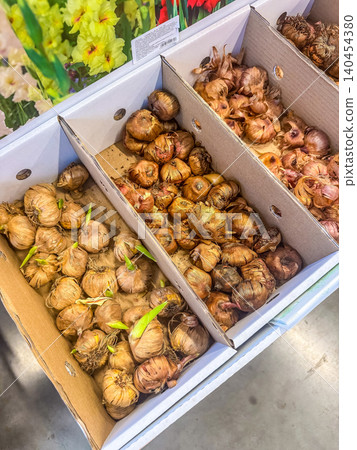 Close-up of dormant flower bulbs with fresh green sprouts arranged in cardboard retail boxes ready for spring garden planting. Close-up of dormant flower bulbs with fresh green sprouts arranged in cardboard retail boxes ready for spring garden planting. 140454380